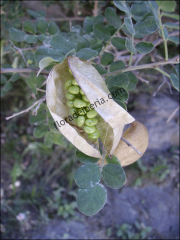 Colutea arborescens1
