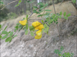 Colutea arborescens3