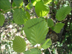 Corylus avellana2