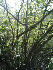 Corylus avellana3
