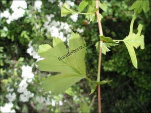 Crataegus monogyna1