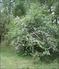 Crataegus monogyna10