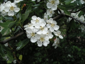 Crataegus monogyna2