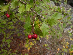 Crataegus monogyna20