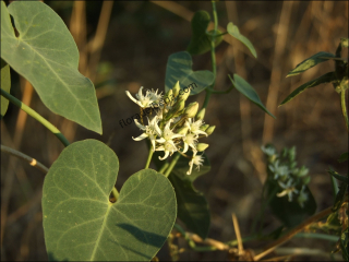 Cynanchum acutum1