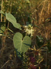 Cynanchum acutum2
