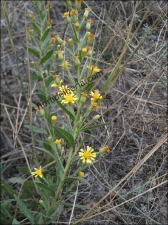 Dittrichia viscosa2