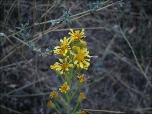 Dittrichia viscosa4