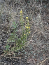 Dittrichia viscosa5