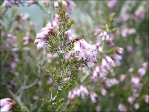 Erica australis1