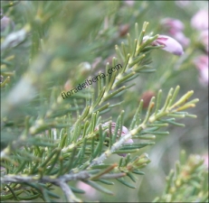 Erica australis3
