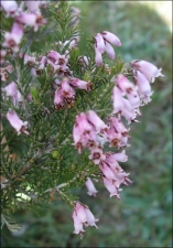 Erica australis4