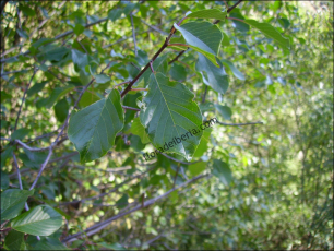 Frangula alnus3