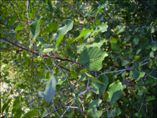 Frangula alnus4