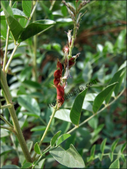 Glycyrrhiza glabra1