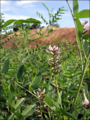 Glycyrrhiza glabra4