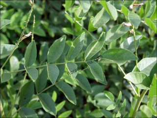 Glycyrrhiza glabra5