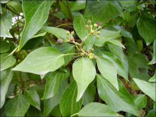 Hedera helix1