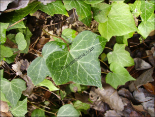 Hedera helix3