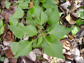 Hedera helix4
