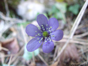 Hepatica nobilis (1)