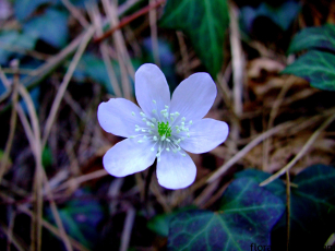 Hepatica nobilis (3)