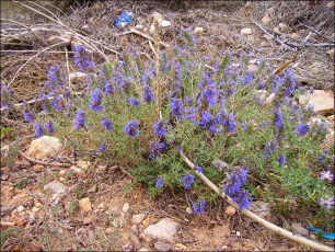 Hyssopus officinalis1