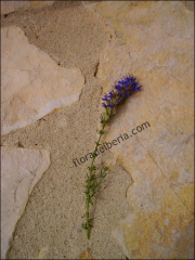 Hyssopus officinalis3