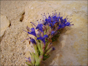 Hyssopus officinalis5