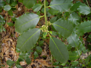 Ilex aquifolium11