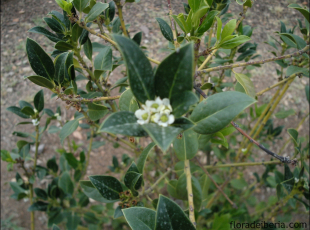 Ilex aquifolium14