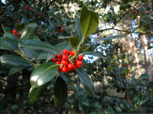 Ilex aquifolium15