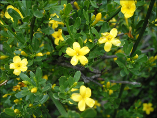 Jasminum fruticans1