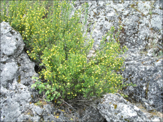 Jasminum fruticans4