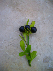 Jasminum fruticans6