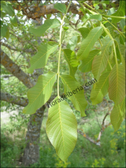 Juglans regia1