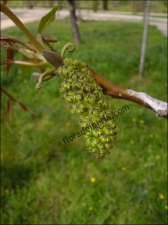 Juglans regia10