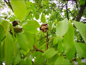 Juglans regia4
