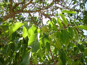 Juglans regia6
