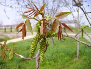 Juglans regia9