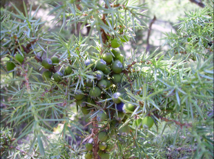 Juniperus communis1