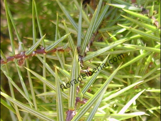 Juniperus oxycedrus1