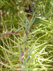Juniperus oxycedrus1