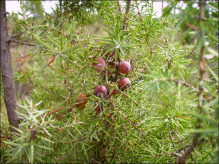 Juniperus oxycedrus9
