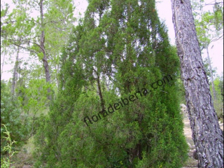 Juniperus phoenicea1