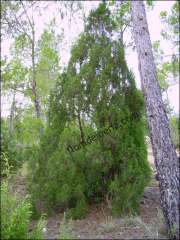 Juniperus phoenicea1