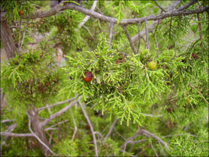 Juniperus phoenicea3
