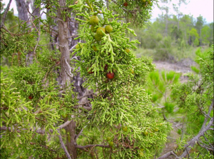 Juniperus phoenicea4