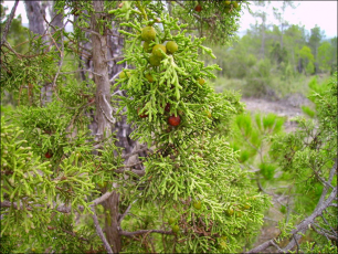 Juniperus phoenicea4
