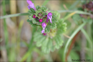 Lamium amplexicaule1